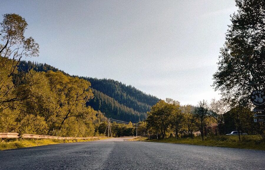 green trees beside gray road during daytime